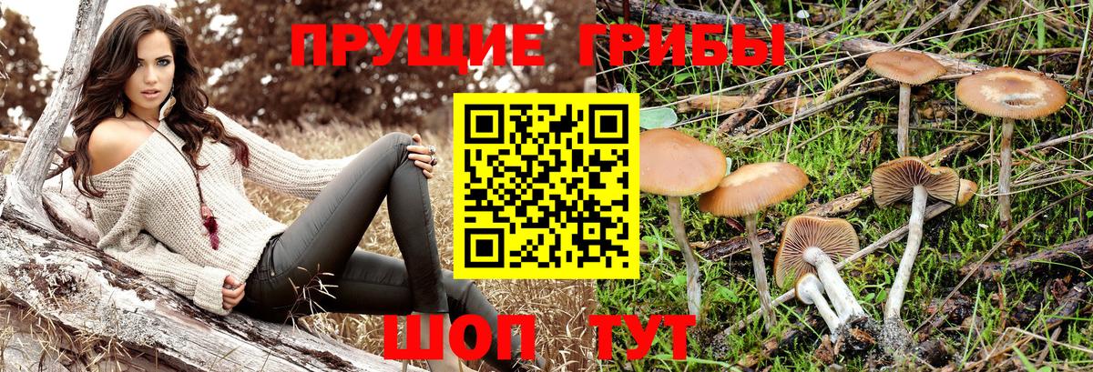 Псилоцибиновые грибы ЛСД Пятигорск